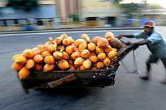 Belgique: sept tonnes de marijuana saisies dans un conteneur de noix de coco